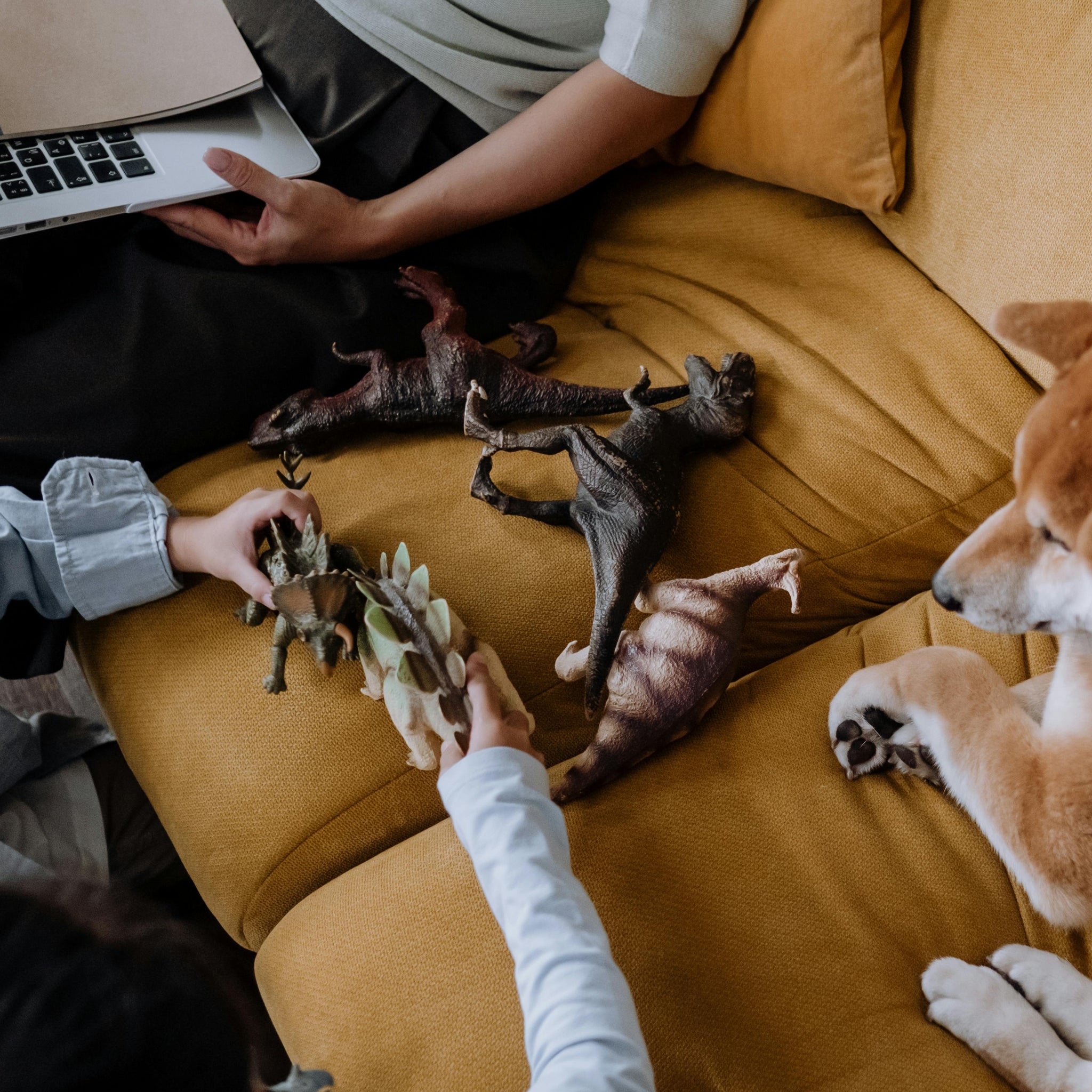 Pets & Toys