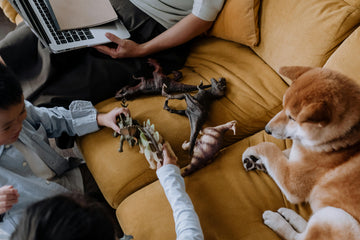 Pets & Toys